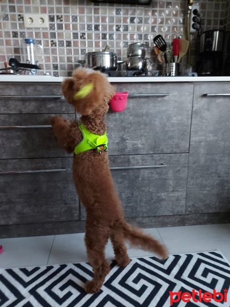 Poodle(Standart Kaniş), Köpek  Oscar fotoğrafı