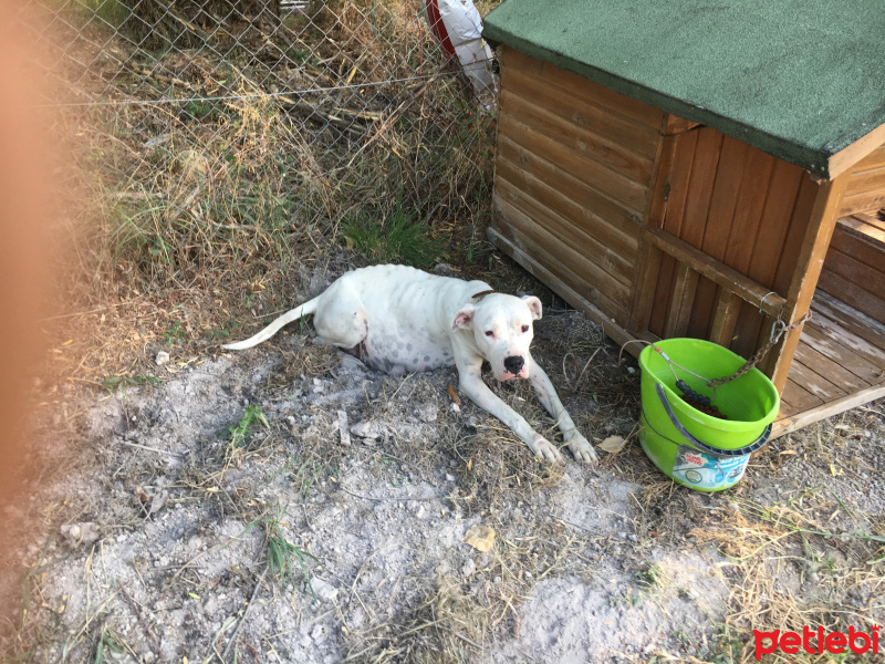 Dogo Arjantin, Köpek  Bella fotoğrafı