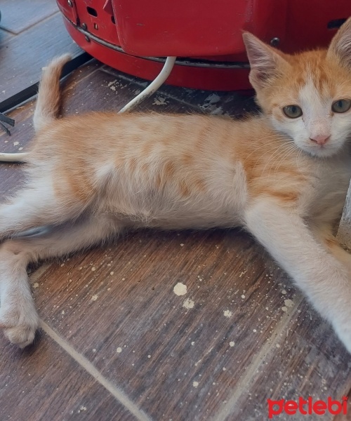Tekir Kedi, Kedi  Boncuk fotoğrafı