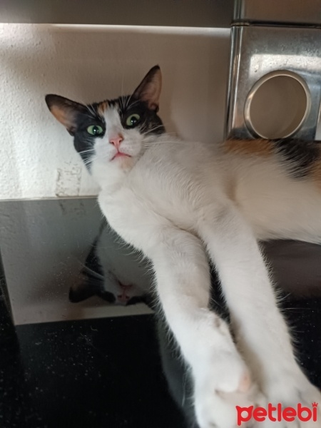 Tekir Kedi, Kedi  Lucy fotoğrafı