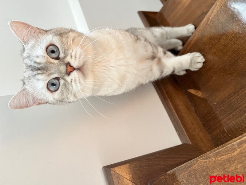 British Shorthair, Kedi  Sütlaç fotoğrafı
