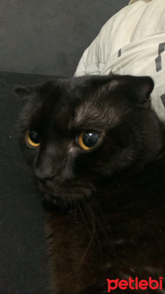 Scottish Fold, Kedi  Miniso fotoğrafı