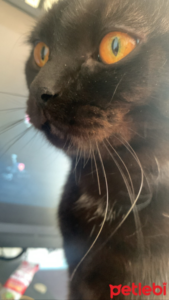 Scottish Fold, Kedi  Miniso fotoğrafı