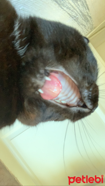 Scottish Fold, Kedi  Miniso fotoğrafı