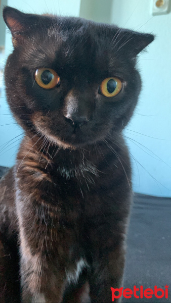 Scottish Fold, Kedi  Miniso fotoğrafı