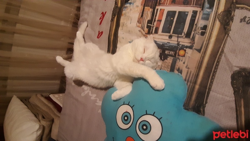 Scottish Fold, Kedi  Şeker fotoğrafı