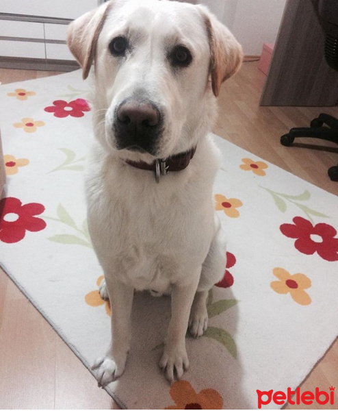 Labrador Retriever, Köpek  Pablo fotoğrafı