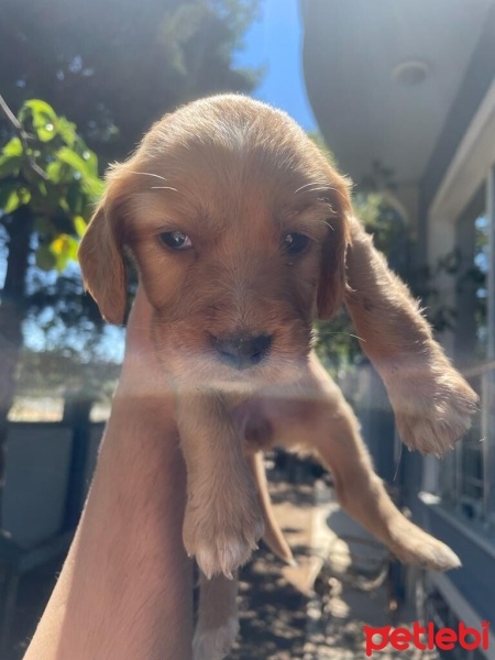 Labrador Retriever, Köpek  Tarçın fotoğrafı