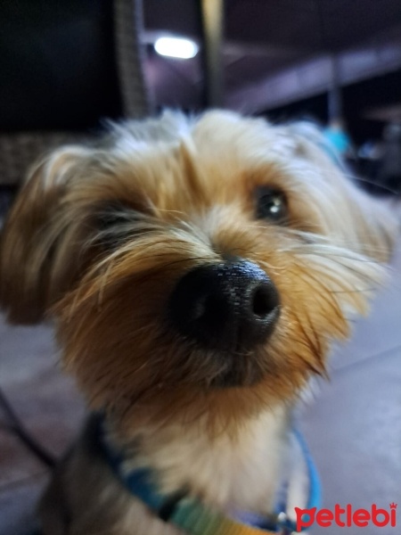 Yorkshire Terrier, Köpek  Casper fotoğrafı
