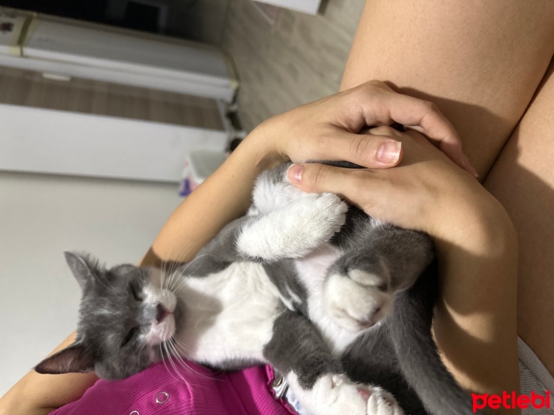 Mavi Rus, Kedi  Şanslı fotoğrafı