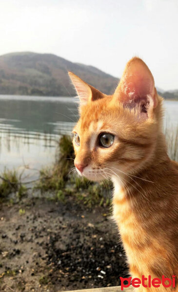 Sarman, Kedi  Sakız fotoğrafı