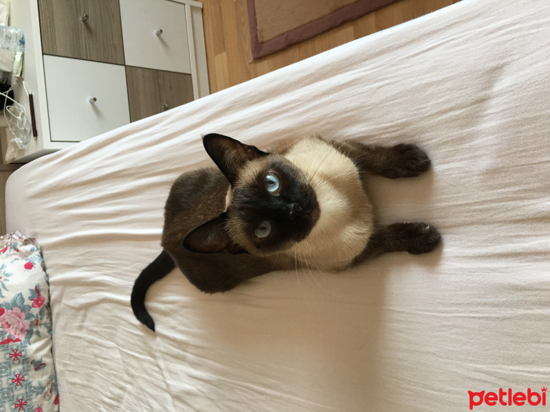Siyam Kedisi, Kedi  Miki fotoğrafı
