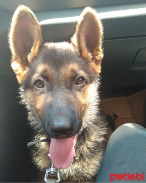 Alman Çoban Köpeği, Köpek  Rex fotoğrafı