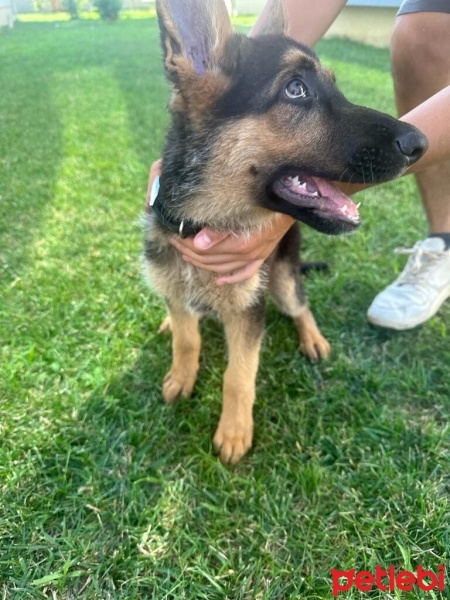 Alman Çoban Köpeği, Köpek  Rex fotoğrafı