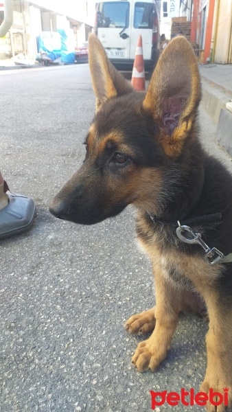 Alman Çoban Köpeği, Köpek  Rex fotoğrafı
