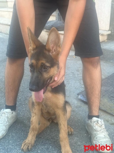 Alman Çoban Köpeği, Köpek  Rex fotoğrafı