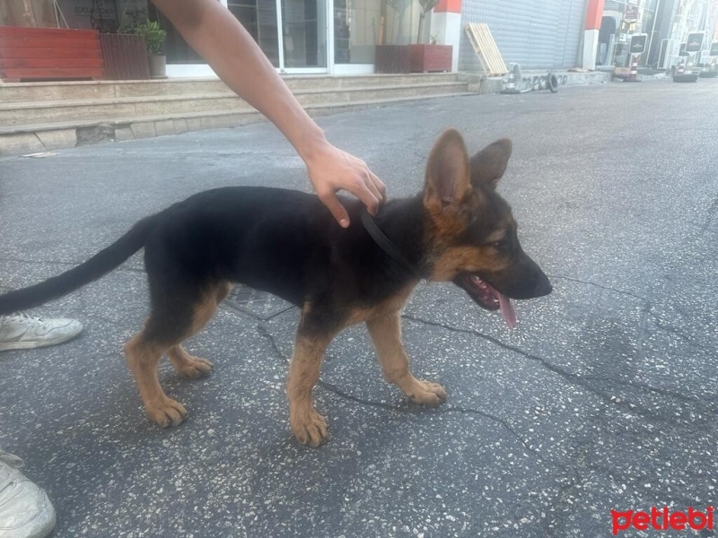 Alman Çoban Köpeği, Köpek  Rex fotoğrafı