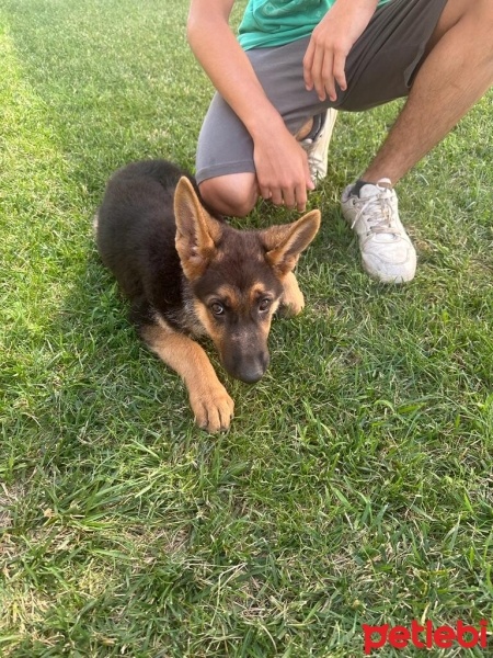 Alman Çoban Köpeği, Köpek  Rex fotoğrafı