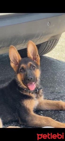 Alman Çoban Köpeği, Köpek  Rex fotoğrafı