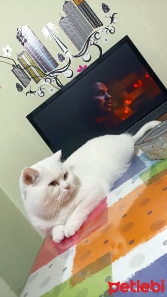 British Shorthair, Kedi  Sütlaç fotoğrafı