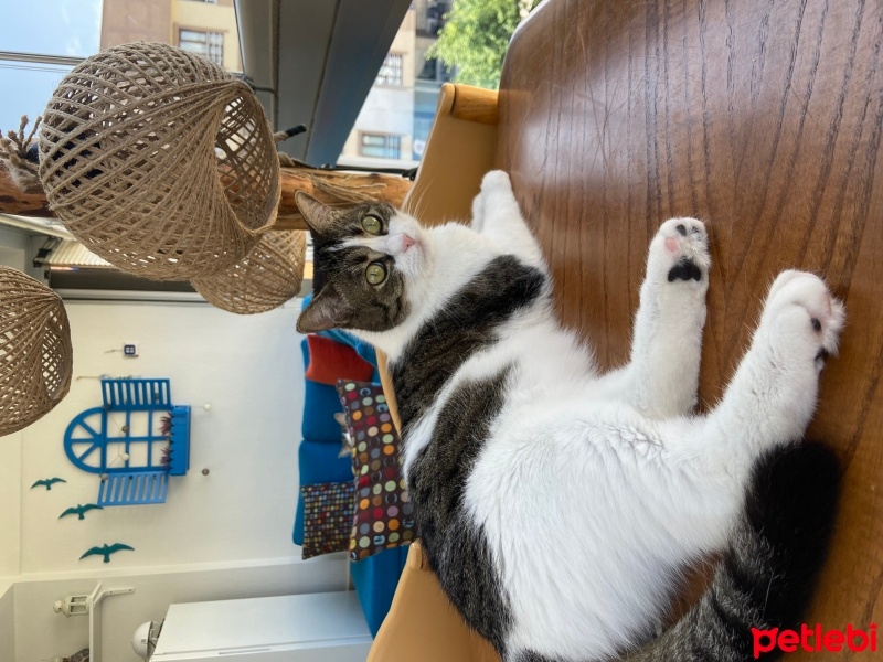 Tekir Kedi, Kedi  Mia fotoğrafı