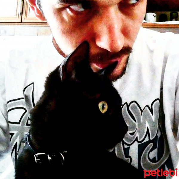 Bombay, Kedi  Firavun fotoğrafı