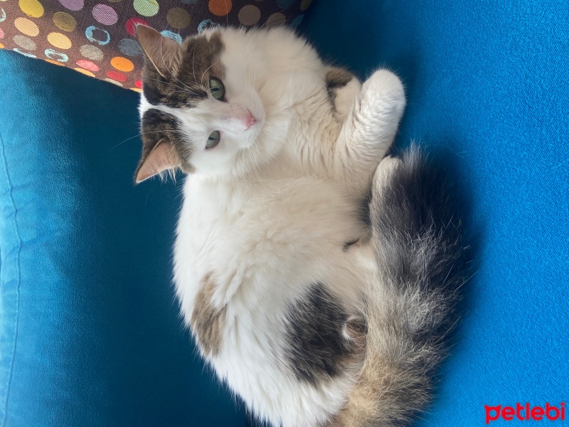 Tekir Kedi, Kedi  Boncuk fotoğrafı