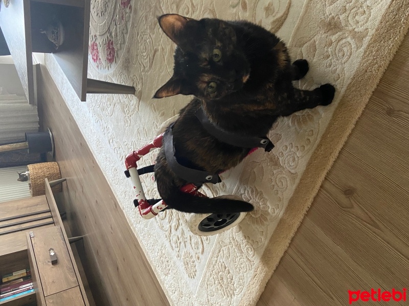 Tekir Kedi, Kedi  Gece fotoğrafı