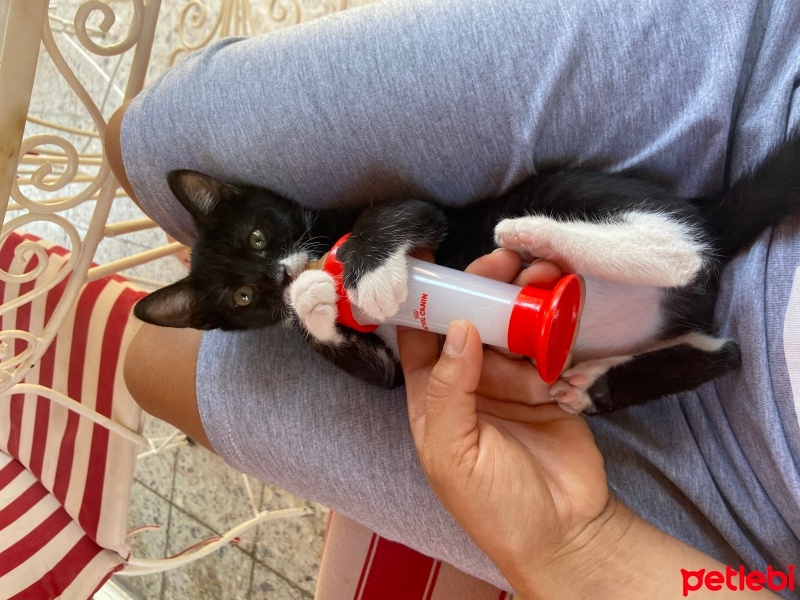 Tekir Kedi, Kedi  Lina fotoğrafı