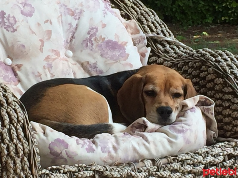 Beagle, Köpek  Karamel fotoğrafı