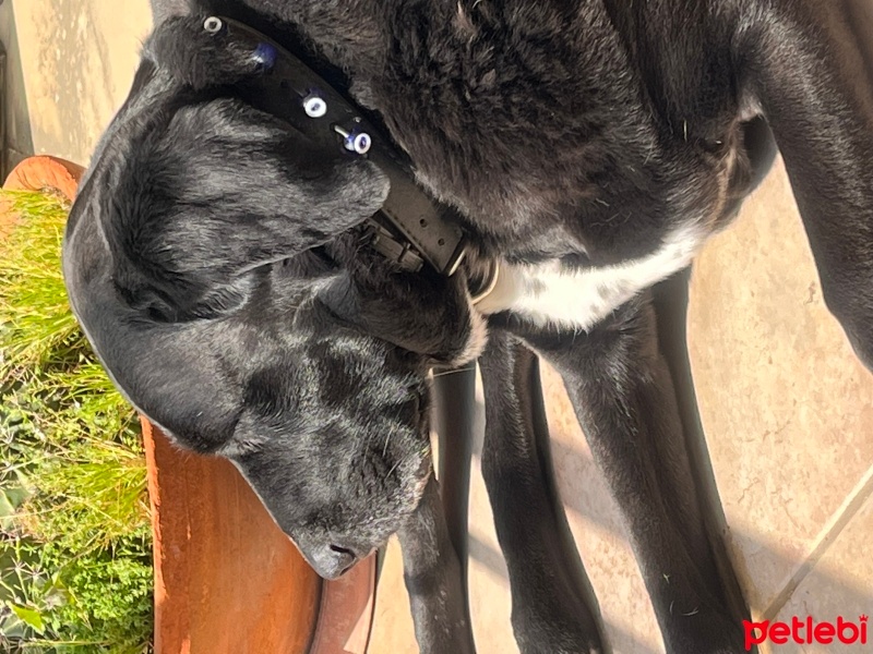 Labrador Retriever, Köpek  Hera fotoğrafı