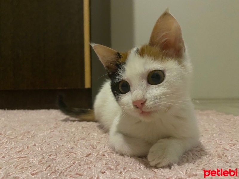 Tekir Kedi, Kedi  Miami fotoğrafı