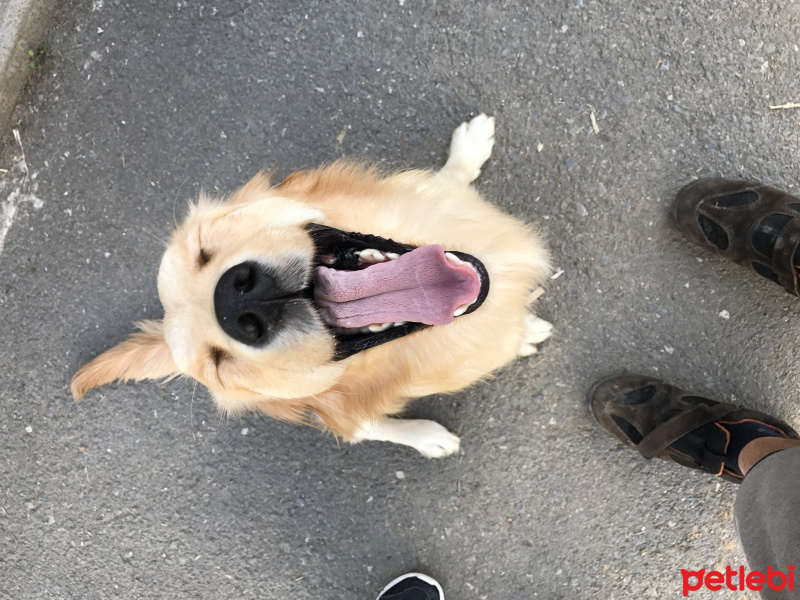 Golden Retriever, Köpek  Scarlet fotoğrafı