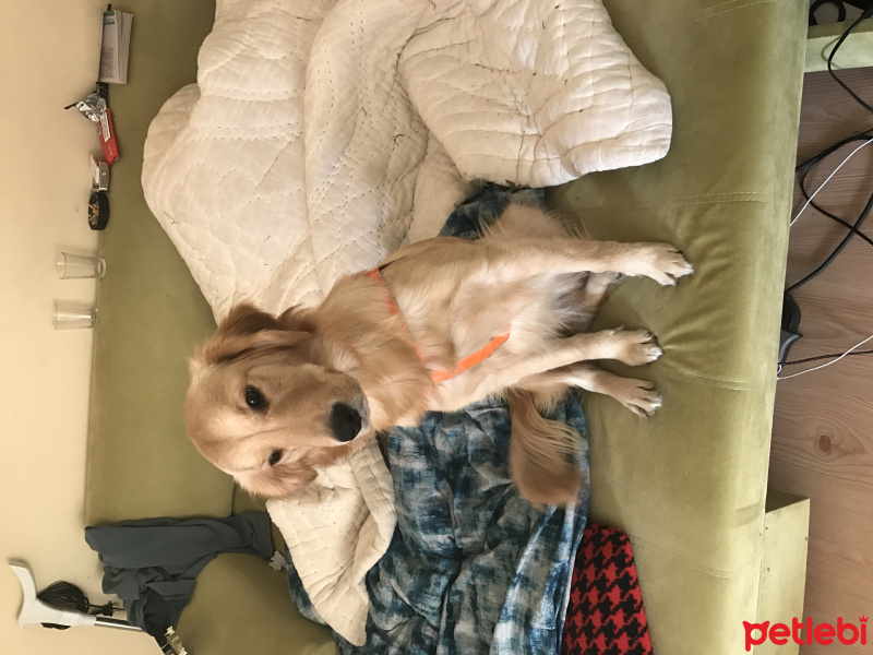 Golden Retriever, Köpek  Scarlet fotoğrafı
