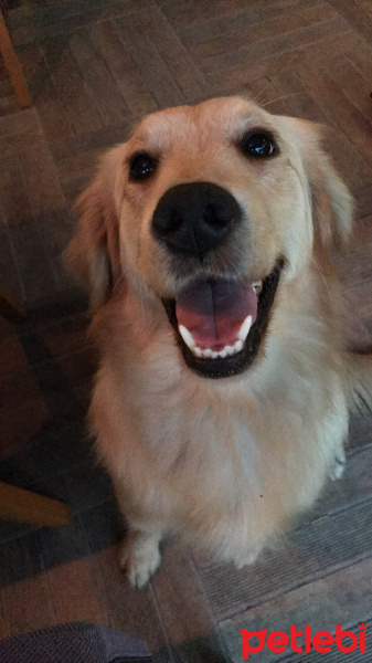Golden Retriever, Köpek  Scarlet fotoğrafı