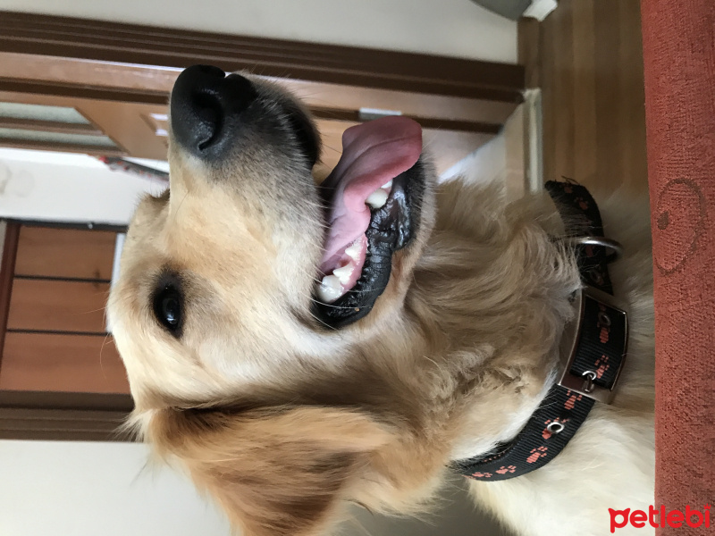 Golden Retriever, Köpek  Scarlet fotoğrafı