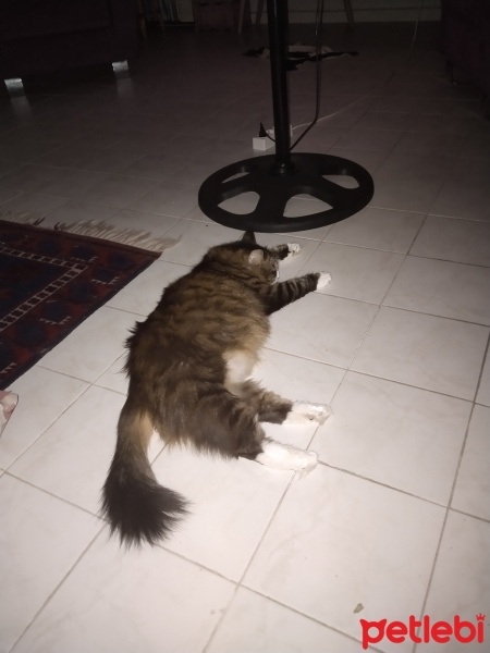 Sibirya Kedisi, Kedi  Luna fotoğrafı