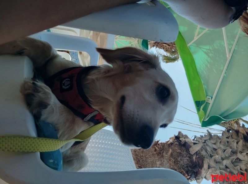 Dachshund (Sosis), Köpek  Eva fotoğrafı
