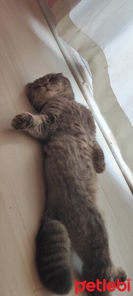 Scottish Fold, Kedi  Gümüş fotoğrafı