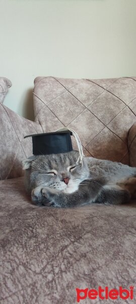 Scottish Fold, Kedi  Gümüş fotoğrafı