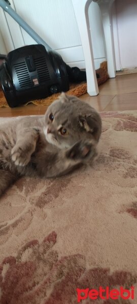 Scottish Fold, Kedi  Gümüş fotoğrafı