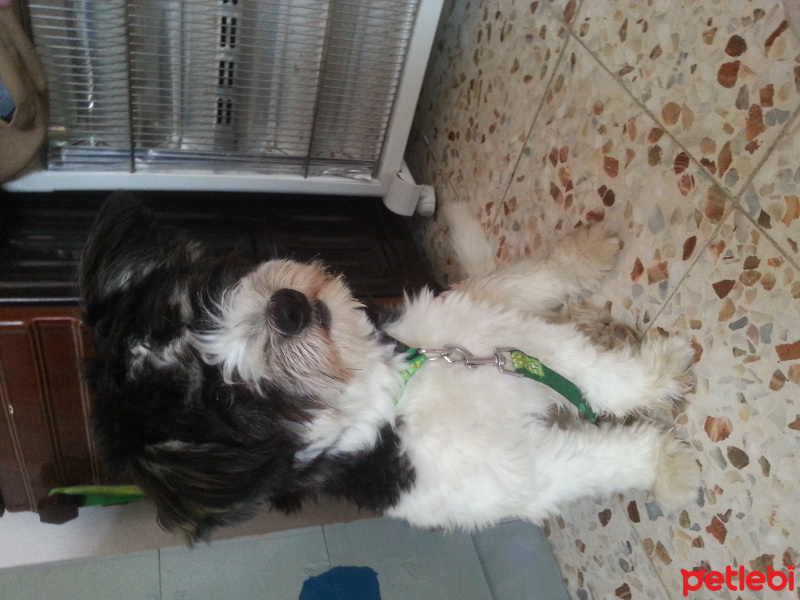 Maltese, Köpek  Zeus fotoğrafı