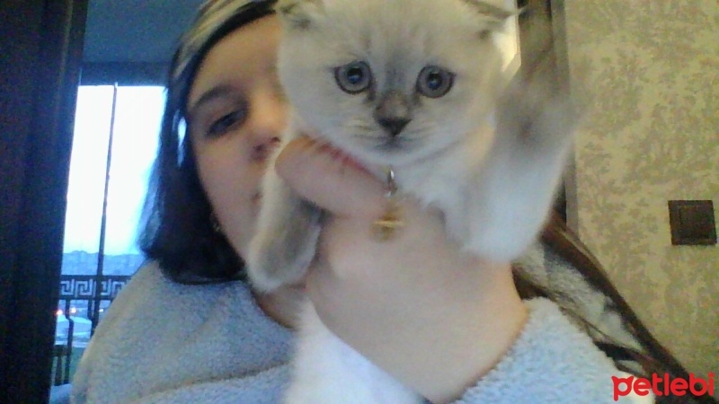 Scottish Fold, Kedi  VENÜS fotoğrafı