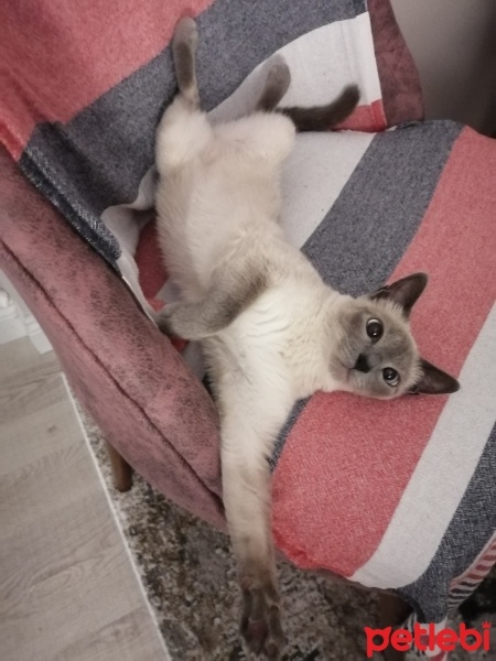 Siyam Kedisi, Kedi  Mia fotoğrafı
