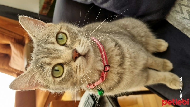 British Shorthair, Kedi  Sütlü fotoğrafı