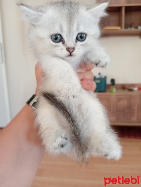 British Shorthair, Kedi  Masum fotoğrafı