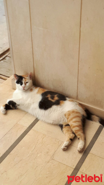 Tekir Kedi, Kedi  Benekli fotoğrafı