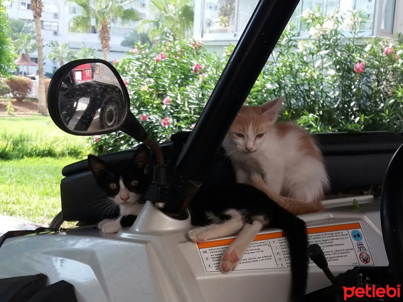 Tekir Kedi, Kedi  Benekli fotoğrafı
