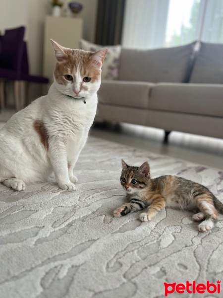 Tekir Kedi, Kedi  Miniş fotoğrafı