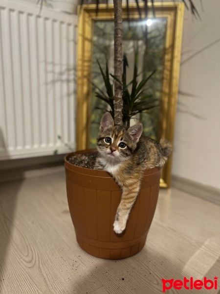 Tekir Kedi, Kedi  Miniş fotoğrafı